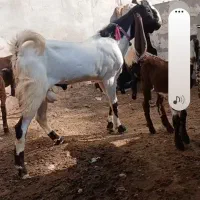 با سلام بیگ نر گلابی درجه یک چاق چاق قیمت ۳۰تومن