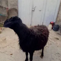 قوچ قره‌قزل باکیفیت، اصیل