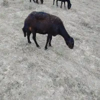 قوچ