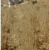 کاه گندم تمیز