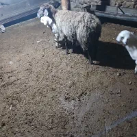 میش|حیوانات مزرعه|بجنورد, |دیوار