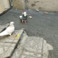 کفتر