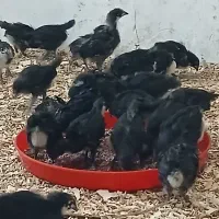 جوجه استرالوپ اصیل ۱ ماهه ۱۰۰ عدد