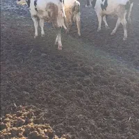 چهار گوساله نر درجه یک آماده جمع