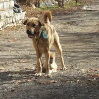 ماده پژدر2ساله