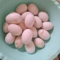 تخم اردک محلی