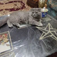 گربه میکس پرشین اسکاتیش