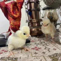 جوجه لهستانی 10 روزه