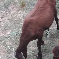 ماده بره چاق.