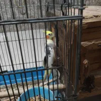 عروس هلندی جفت لوتینو