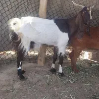 بز ماده سالم