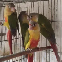 طوطی گرینچیک،گرینچک ۴ عدد ماده ۴ ماهه