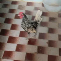 فروش خوروس سبرایت