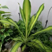 گلهای آپارتمانی و گلخانه ای