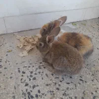 خرگوش|موش و خرگوش|یاسوج, |دیوار