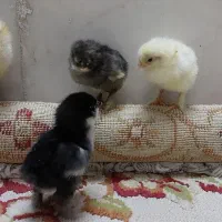 جوجه برهما