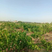 یک-قطعه-باغ-هزار-متری-سند-تک-برگ