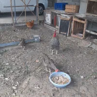 خروس آمروک  مرغ کرچ لاری