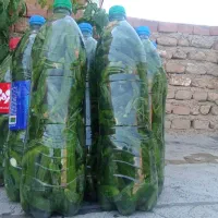 خیارشور ویژه