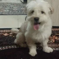 شیتزو تریر