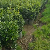 فروش یاس هلندی