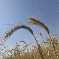 گندم وجو بذر آمریکایی آلمانی اسپانیایی