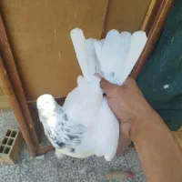 کبوتر کفتر زیر قیمت