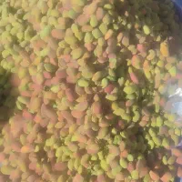 بادام فروشی