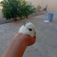 بچه خرگوش لوپ