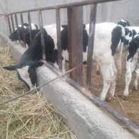 گوساله نر هولشتاین
