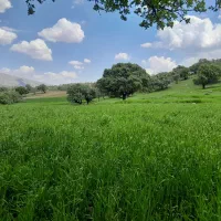 جو محلی