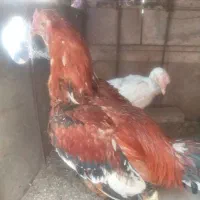 یک جفت مرغ خروس لاری
