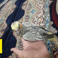 جوجه عروس هلندی
