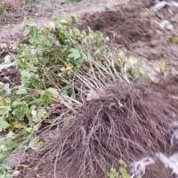 فروش انواع نهال انگور