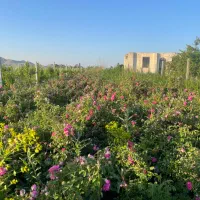 نهال گل محمدی