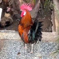 مرغ و خروس محلی