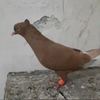 ماده زرد و سفید ..دو میلیون تومان