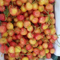 گیلاس شیشه‌ای