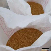 گندم تازه