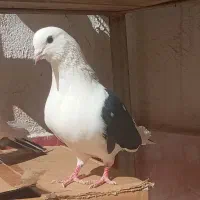 کفتر نر دوکت درجه یک