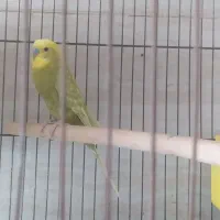 مرغ عشق نر