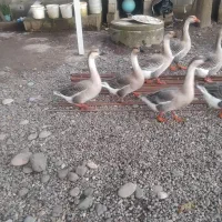 قوغاز ماده ۲ عدد