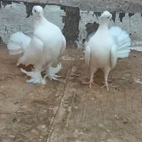 کفتر چتری