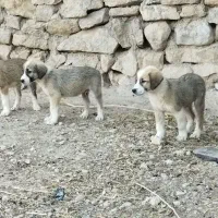 ۳ تا توله سگ خراسانی
