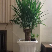 بنسای یوکا