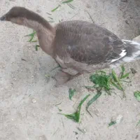 غاز