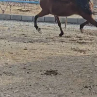 مادیان بسیار سر و دمگیر و بدن دار