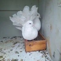 قفس و کفتر دم چتری جفتدونی گنجه