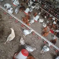 مرغ/خروس گلپایگان