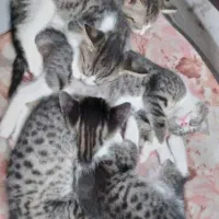 گربه کوچولو